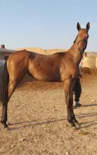 مادیان ترکمن