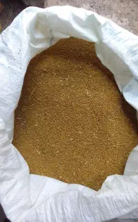 بذر یونجه
