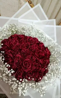 گل روبانی گل عروس