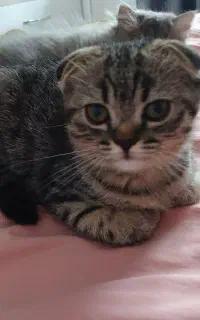 اسکاتیش فولد