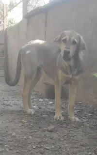 توله پژدر