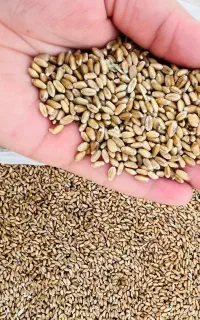 گندم آفتاب تمیز حدود سه تن