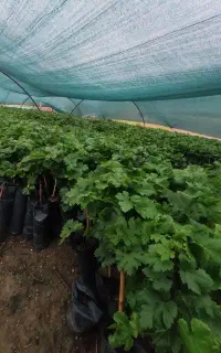 فروش  نهال گلدانی مختلف نهال انگور