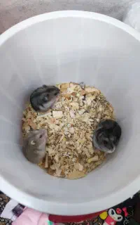 همستر کمپل