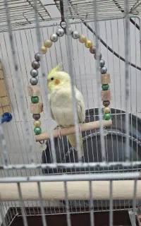 طوطی عروس