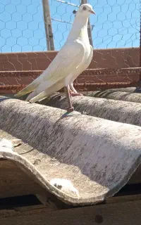 کبوتر پرش سنگین