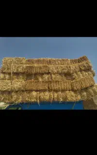 پرس گندم