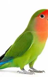 گمشده