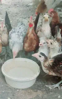 تیله محلی