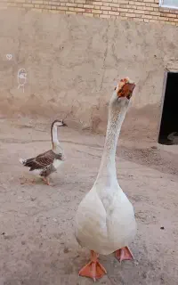قو غاز لیندا