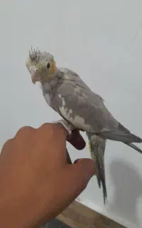 جوجه‌عروس‌هلندی