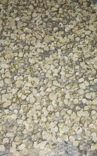 موسیر خشک
