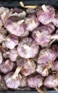فروش بذر سیر قرمز محلی جیرفتی