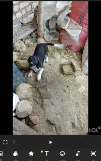 حیوان سک پا کوتا
