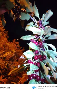 چیدن پیاز زعفران