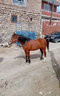 اسب ماده و نر