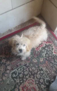 سگ پا کوتاه