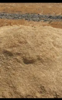 کاه گندم