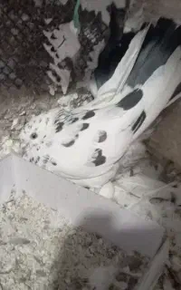 یک جفت کبوتر دهنجور پرشی