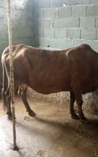 گاو و گوساله گاو آبستن