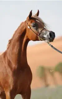 باشگاه سوارکاری وپرورش اسب