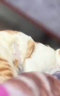 واگذاری گربه