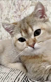 گربه بریتیش
