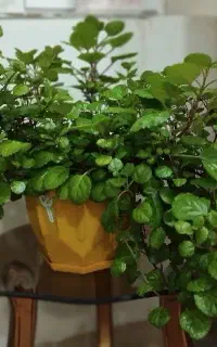گل (پیچک سوئدی)
