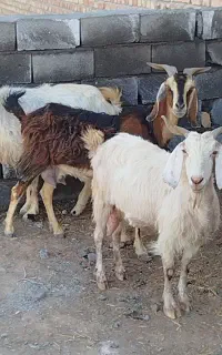 سه عددبز پاکستانی خیلی درشت شیرا بدون بزغاله