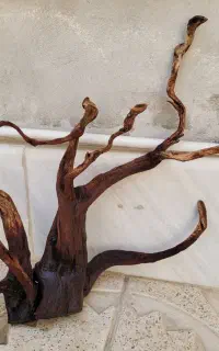 چوب آبنوس آکواریوم