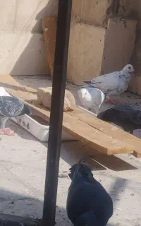 ۱۵ تا کبوتر