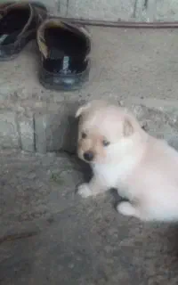 دو قلاده سگها پامر خرسی سه ماهه