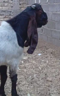 کهره گلابی اصل پنجابی بز گلابی