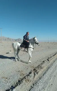 اسب مادیان عرب