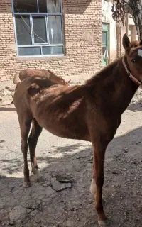 مادیان