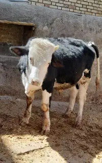 گوساله