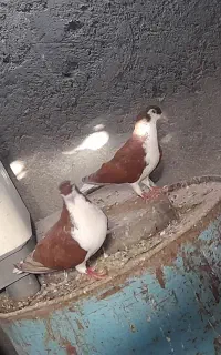 ساده سرخ