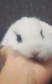 ۱ عدد بچه خرگوش