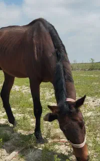 فروش اسب دوخون مدرک دار