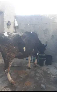 گاو ماده