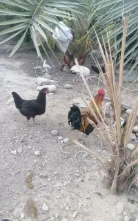 مرغ