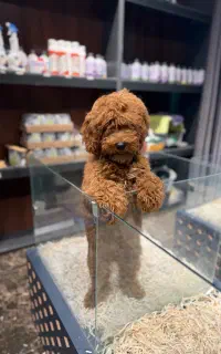 اقا پسر دارک رد