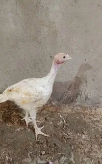 جوجه بوقلمون فوق سنگین درکامیاران 55روزه