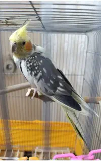 عروس هلندی گمشده