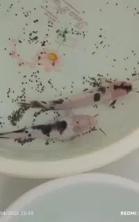 ماهی گوشت خوار