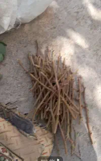 پسته درجه خواست تماس بگیرید