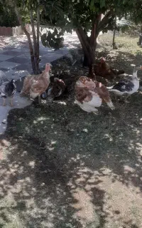چهارعددگازچهارعددبوقلمون نر ویک عدد خروس برهما