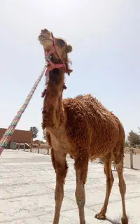 شتر حق پلواری