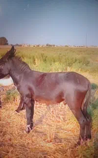نر خر