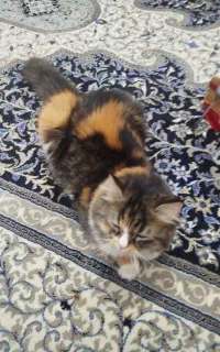 گربه پرشین اصیل ماده